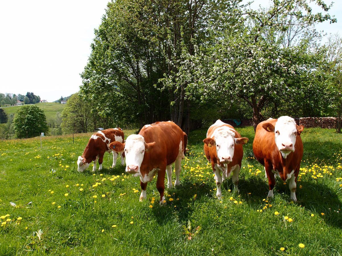 Landhotel Bayerwald Grafling Exteriér fotografie